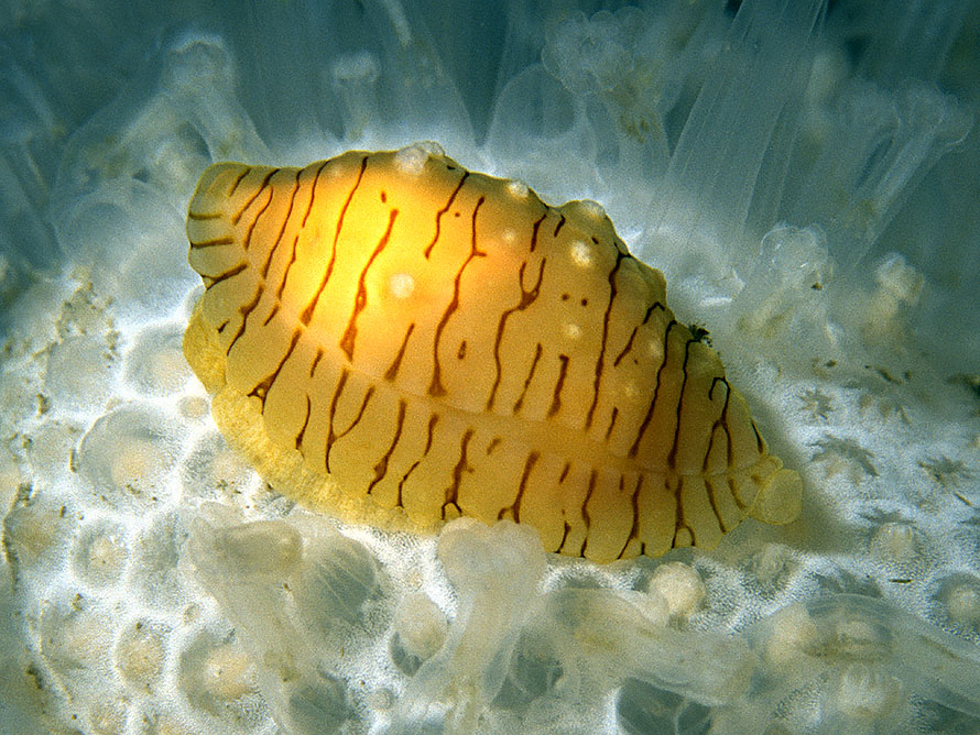 Xandarovula patula